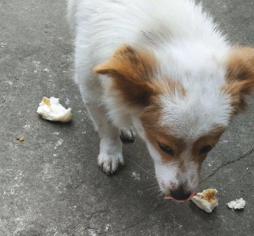 流浪犬一路痴痴地跟随女生,去哪里都跟随,分外珍惜眼前此次机会