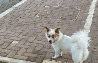 流浪犬一路痴痴地跟随女生，去哪里都跟随，分外珍惜眼前此次机会