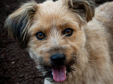 可爱呆萌小梗犬摄影图片