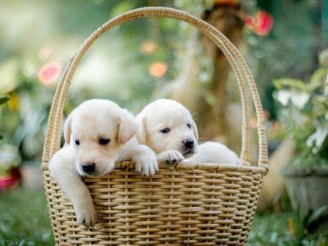 迷你可爱小萌犬拉布拉多图片