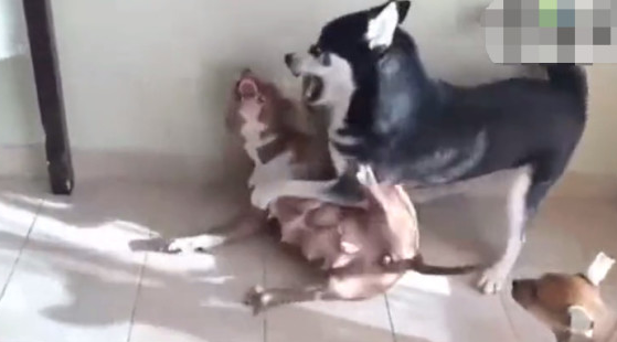 二哈跟恶霸犬打架斗殴，二哈：你敢打我，我也敢亲你！