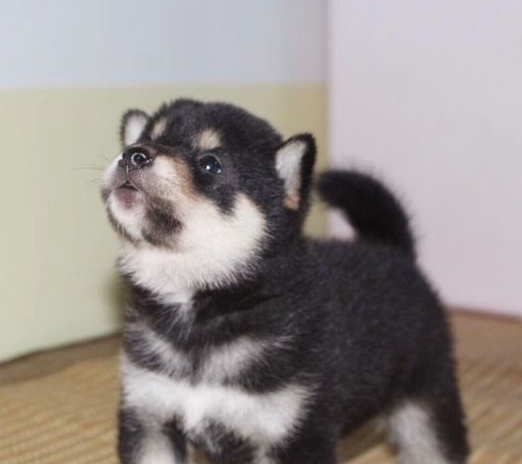 被主人带着来超市的柴犬，看到香肠一脸兴奋：妈，我就要买那个！
