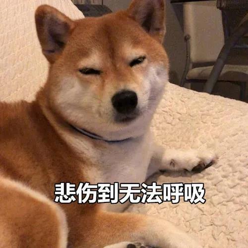 狗咬吕洞宾,不识好人心?狗:这个锅我背够了!