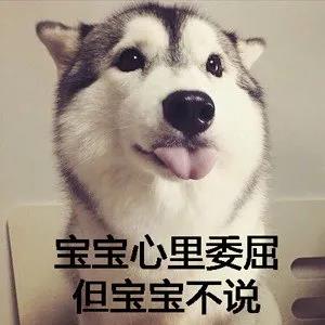 狗咬吕洞宾,不识好人心?狗:这个锅我背够了!