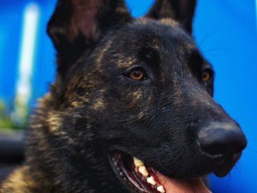 荷兰牧羊犬头部特写图片