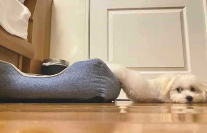 狗狗一半身体在猫窝里，一半身体在地砖上，这是流出来了吗？
