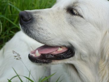 高清白色金毛犬图片