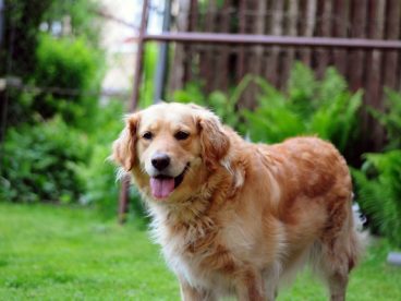 金毛犬唯美图片