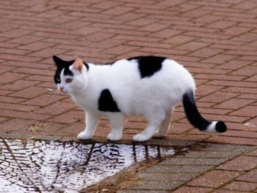 漂亮黑白小猫图片