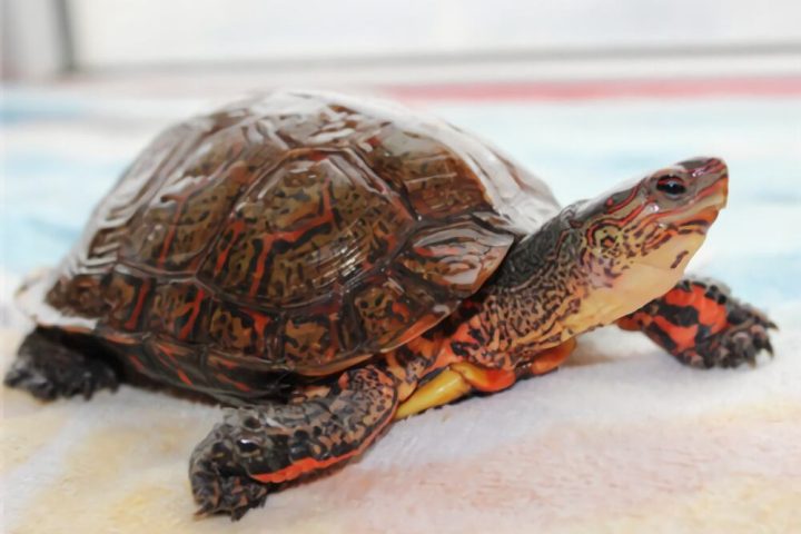 洪都拉斯木纹龟身份信息