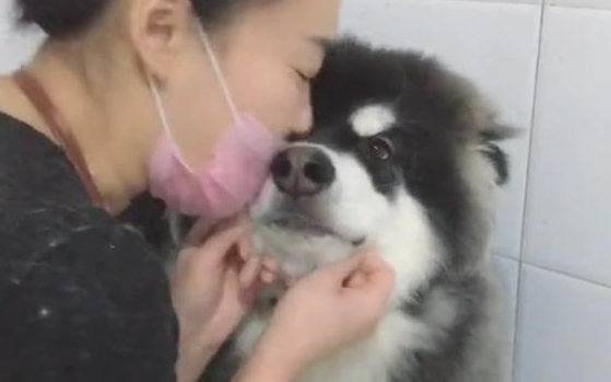 带阿拉斯加犬去冼澡，却遭遇女店员狂吻，狗狗：长得帅便是苦恼多