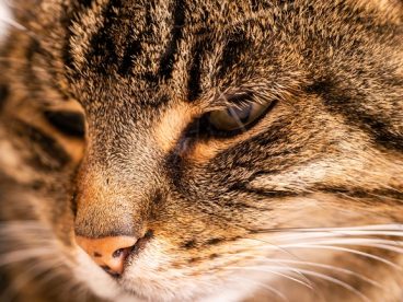 虎斑猫脸部特写摄影图片