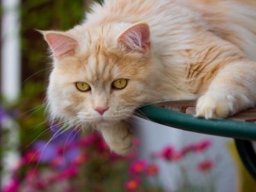 超萌可爱波斯猫图片