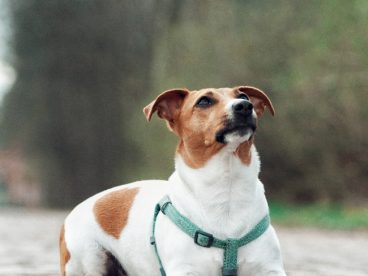 趴在地上的比格犬图片