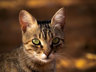 野生可爱狸花猫摄影图片