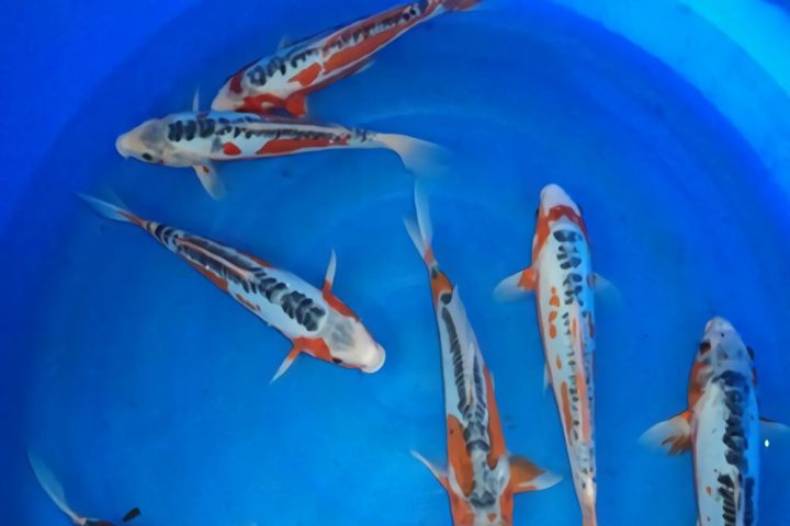 秋翠锦鲤身份信息