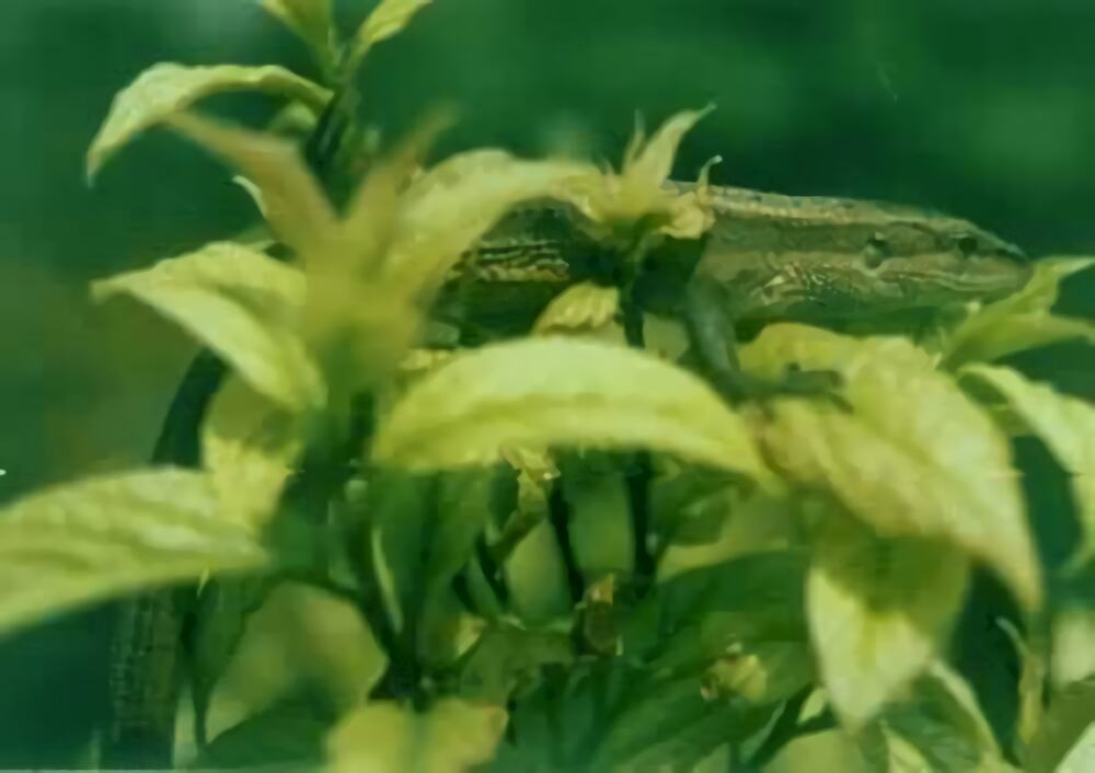 白条草蜥身份信息