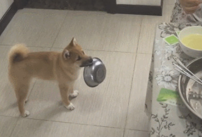 主人们偷吃大餐柴犬叼着碗小跑步回来：餐厅厨房还有我柴柴的坐位吗？
