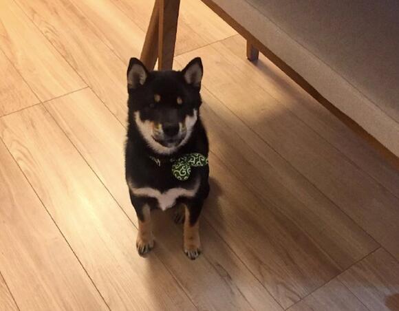 网友买了本如何饲养柴犬的书，第二天就被它给撕了，狗：问我啊！