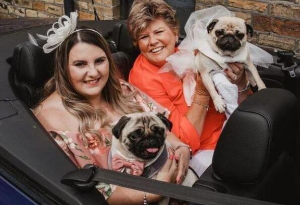 英国主人为两只巴哥犬举办盛大婚礼，称颂一对佳偶之间的真爱