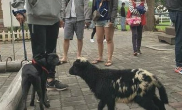 狗走在路上碰到只羊，吓得赶忙抱住主人大腿要抱抱，小怂样太搞笑了