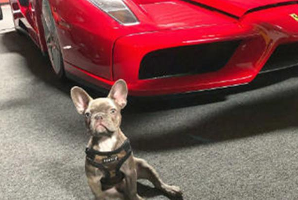 斗牛犬仅一岁便开豪车、戴名表，拥有数亿家产，堪称狗生赢家