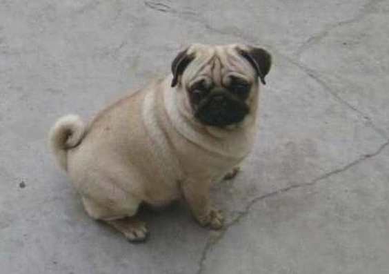 巴哥犬爱玩不肯回家,主人气愤作出这一行为,狗狗:我不要脸面啊