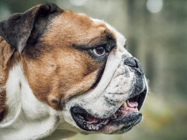 斗牛獒犬头部摄影图片