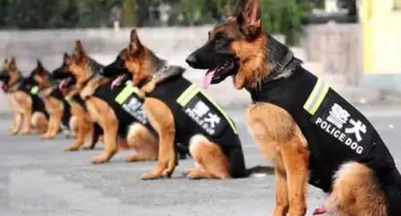史宾格参加的比赛 | 全省警犬昨天技能大比武，看看警方怎么选狗狗！
