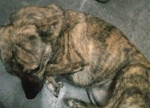 流浪犬冻破了跑家来蹭暧气片，一见到照片后，朋友：这货不易