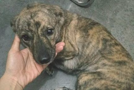 流浪犬冻破了跑家来蹭暧气片，一见到照片后，朋友：这货不易