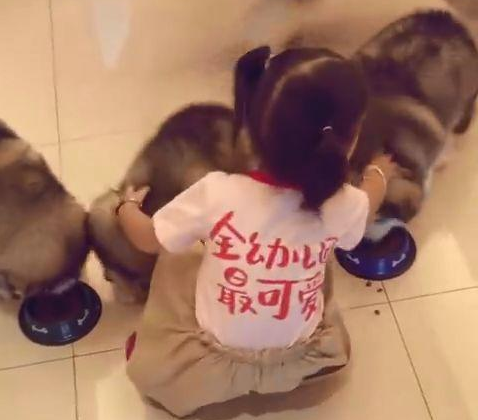 狗狗们非要挤一个盆里吃饭，可把全幼儿园最可爱萝莉给急坏了