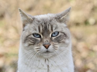 可爱呆萌欧洲猫摄影图片