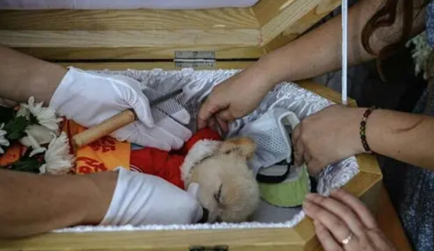 主人去世，狗狗却认其他人当主人！知道真相后大家竟不忍心责怪！