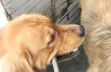 土狗犯错误被主人经验教训,金毛在一旁阻拦,网友见到后要笑喷了