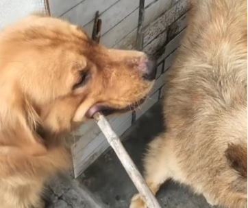 土狗犯错误被主人经验教训,金毛在一旁阻拦,网友见到后要笑喷了