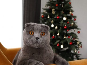纯种折耳猫图片