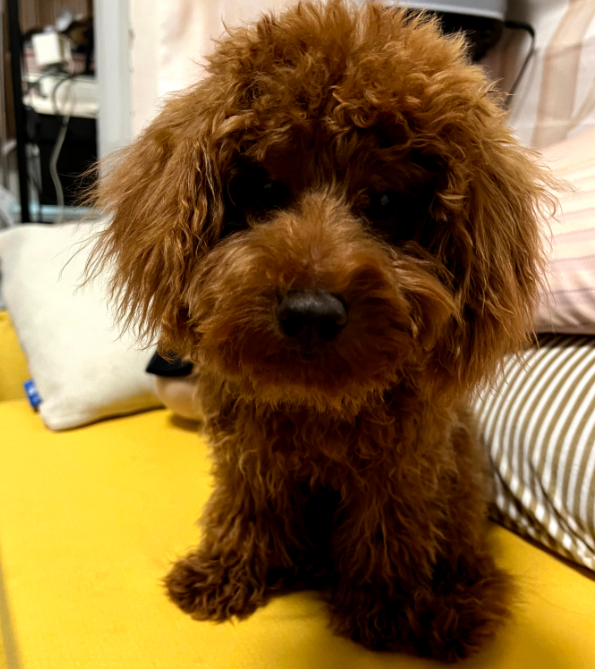 996的互联网人是如何养狗的？