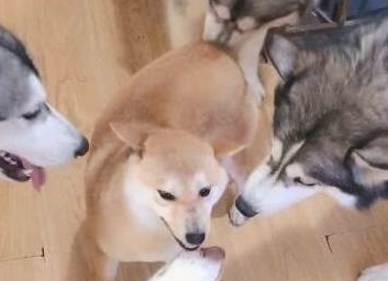 四只二哈围住一只柴犬,二哈:你得罪吗?