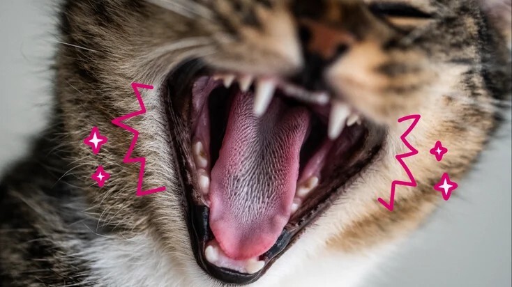 猫牙齿吸收病：您需要了解的知识