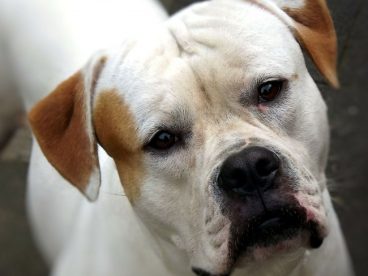 美国斗牛犬图片