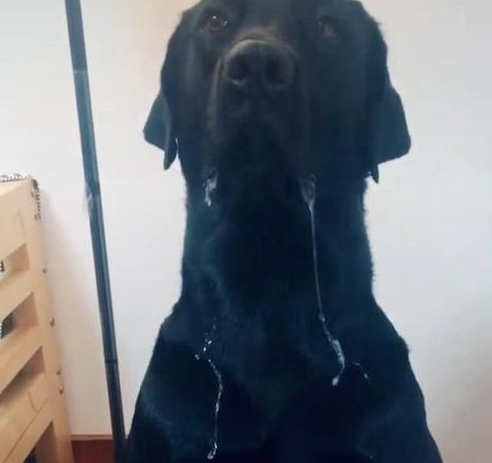 狗狗坐着饭食的眼前，哈喇子不止的往下滴，手上所有要打湿了！