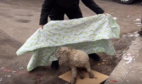 不幸中的万幸,走失的比熊犬遭遇车祸后,竟意外找到它的主人