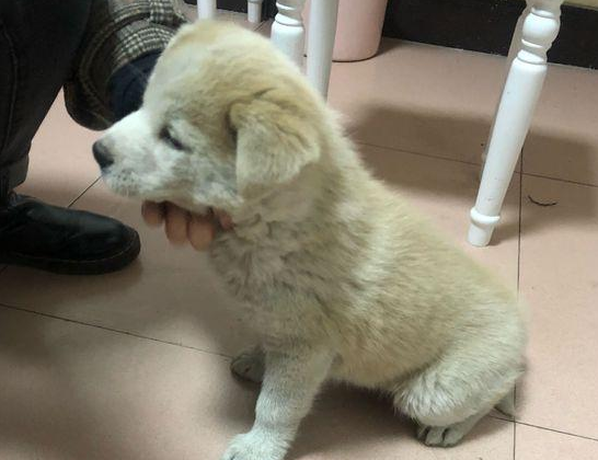 流浪犬孤苦伶仃的在街头卧着，男孩儿用眼角瞅一眼后，这一下狠不下心了