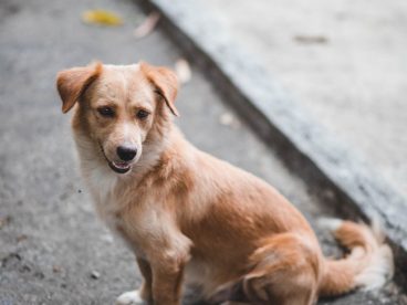 纯种中华田园犬图片