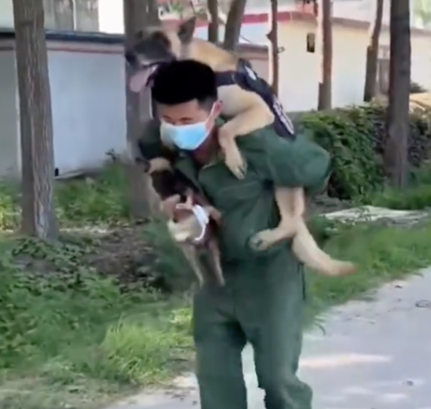 警犬看到主人怀里抱着小狗，竟然撒娇耍赖躺在地上，要背着才行