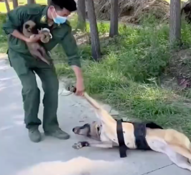 警犬看到主人怀里抱着小狗，竟然撒娇耍赖躺在地上，要背着才行