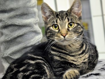 家养虎斑猫图片