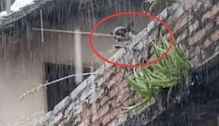 狗狗被关天台不断嚎叫求救,男子冒雨搭救