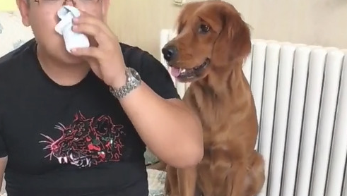 狗狗羡慕嫉妒主人的酸牛奶,却被主人措不及防搞怪,狗狗心痛一地